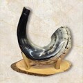 Ram Horn Shofar Trumpet from Israel + Wooden Stand - Polished Koѕhеr Trаdіtіonаl Tuned and Tested 16"-18" product logo