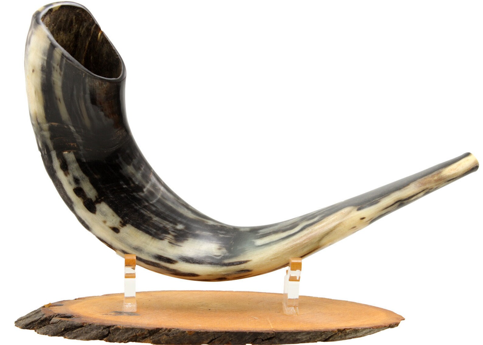 Ram Horn Shofar Trumpet from Israel Wooden Stand Polished Etsy