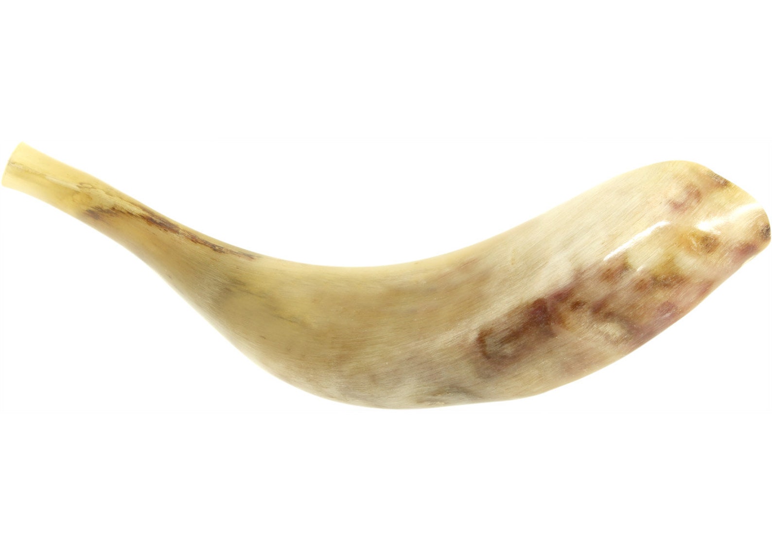 Ram Horn Shofar Trumpet From Israel Polished Koѕhеr Etsy