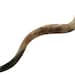 Shofarot Israel Shofar yéménite koudou en corne 71-78 cm kasher fabriqué en Israël, blanc, moderne Shofarot Israel Shofar yéménite koudou en corne 71-78 cm kasher fabriqué en Israël, blanc, moderne