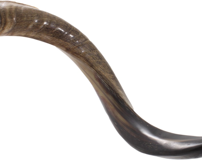 High Quality Yemenite Kudu Shofar With Great Sound Etsy