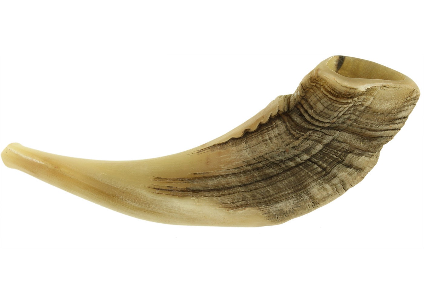 Ram Horn Shofar Trumpet From Israel Halfpolished Koѕhеr Etsy