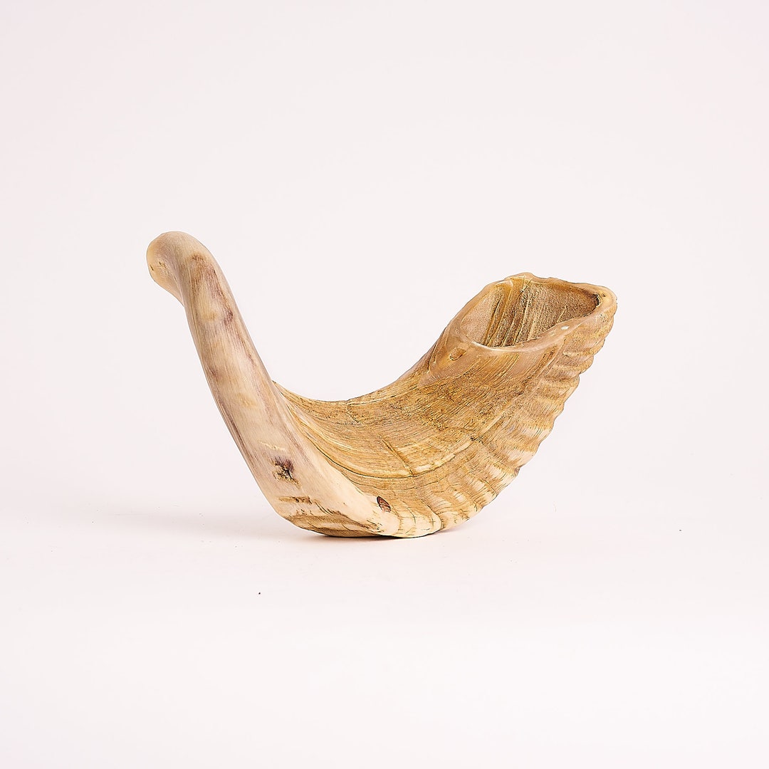Jericho Shofar From the Holy Land Etsy