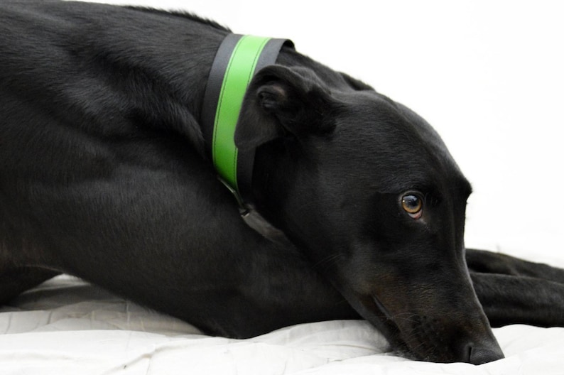 Green collar/Greyhound Collars/whippet/Greyhound/Dog image 1