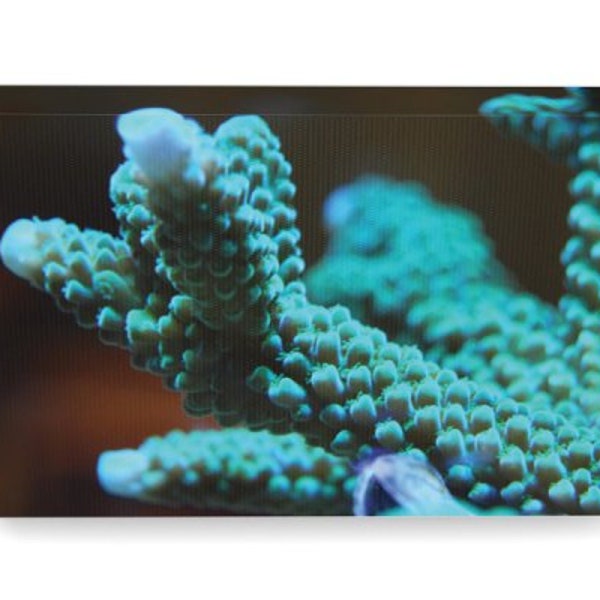 Green Acropora Coral Reef Art Canvas Print 8"X12"