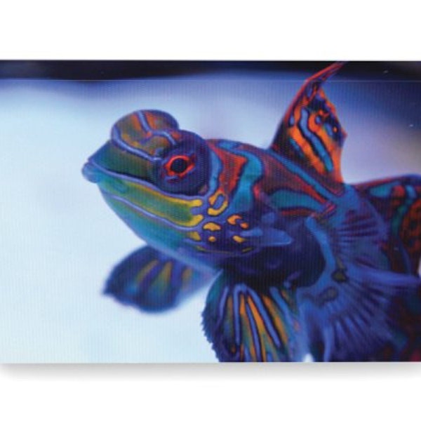 Mandarin Goby Reef Art Canvas Print 8"X12"