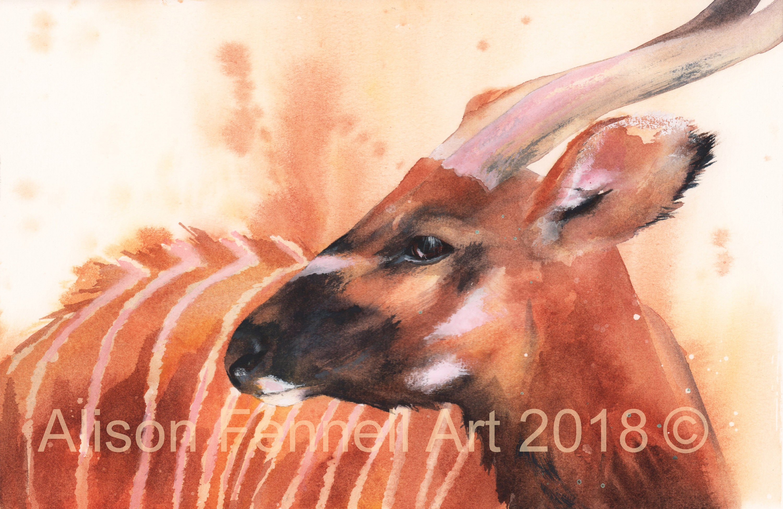 Bongo Animal Drawing