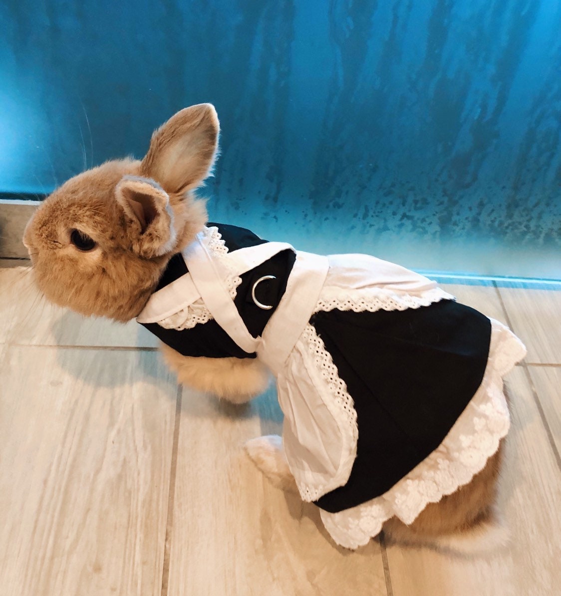 Pet Bunny dress French Maid dress costumes for bunny rabbit Etsy