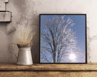 FOTO DIGITAL en color, ramas heladas de la copa de los árboles, invierno, brillo helado, sol, ideal para vacaciones de invierno, tormenta de hielo, árbol brillante al sol