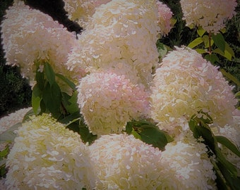 IMPRESIÓN DIGITAL, hortensias ruboradas, flores, foto de la naturaleza, colores rosa / crema, hojas verdes más oscuras, puede imprimir / enmarcar, mostrar en cualquier habitación del hogar