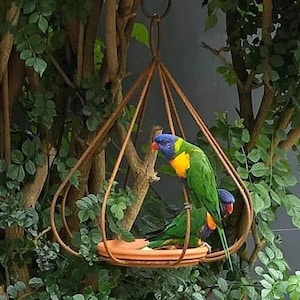 May include: A metal bird feeder with a teardrop-shaped cage and a round dish. Two colourful lorikeets are perched on the feeder, eating from the dish.