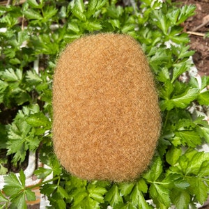 May include: A close-up of a brown, fuzzy, round object, resembling a kiwi fruit, sitting on a bed of green leafy plants.
