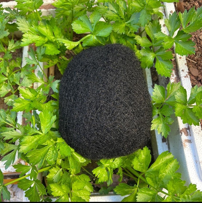 May include: A close-up of a black, round, textured object surrounded by green leafy plants.