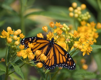 Monarch Butterfly on Milkweed