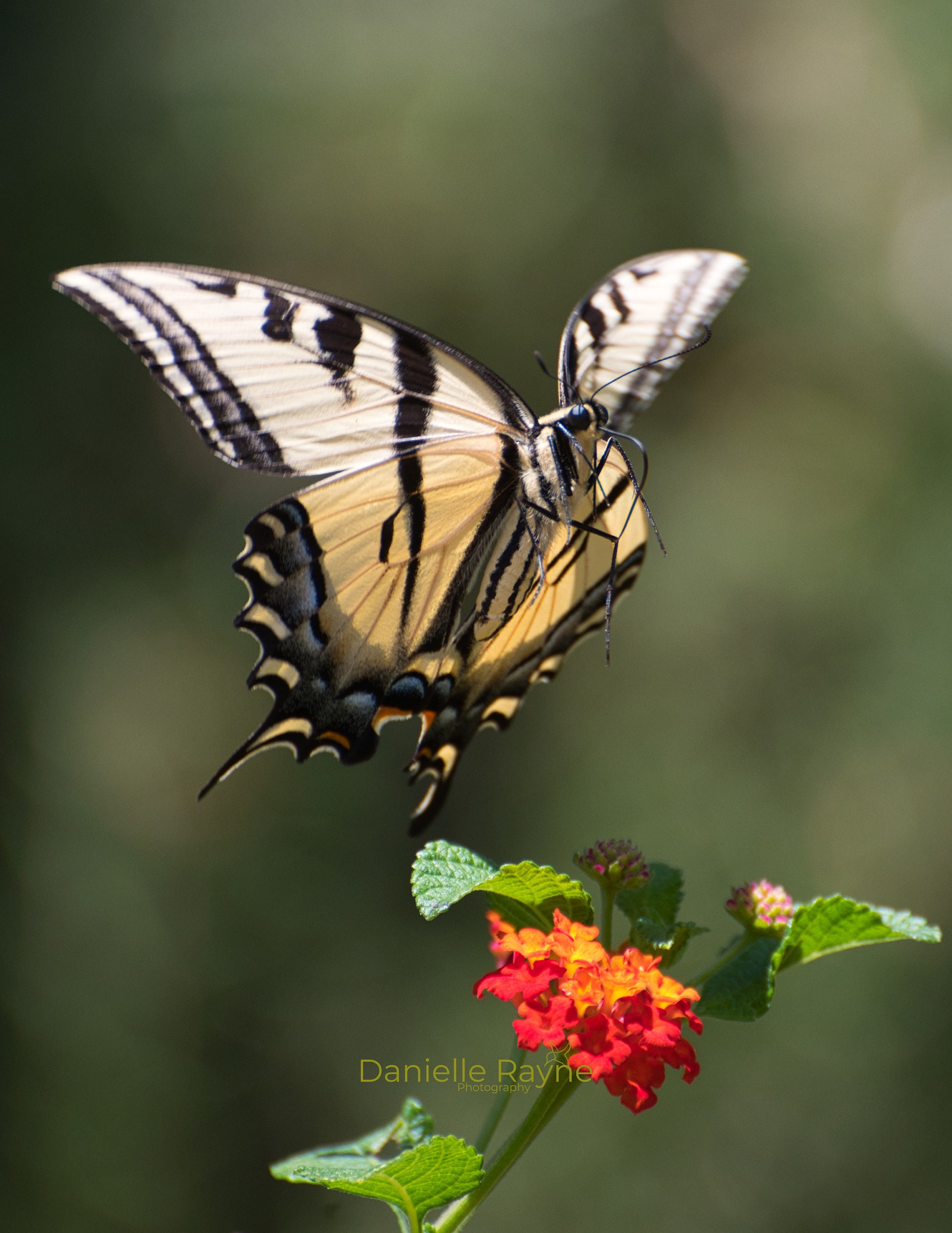 Tiger Swallowtail Butterfly in flight photo print | Etsy