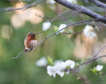 Male Rufous Hummingbird photo print