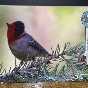 May include: A Red-faced Warbler bird perched on a pine branch. The bird has a red face, black head, and gray body. The image includes text that says "Lindy Stitches" and "Bird Crush Club - Red-faced Warbler".