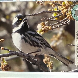 May include: A black-throated gray warbler perched on a branch with a white and black striped pattern. The bird is in focus and the background is blurred. The image is from the Bird Club Plush collection.