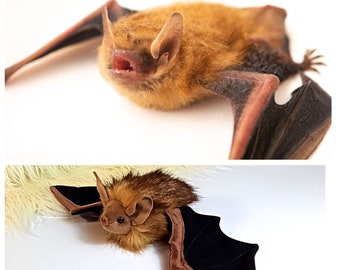 Bat plush, Tricolored bat