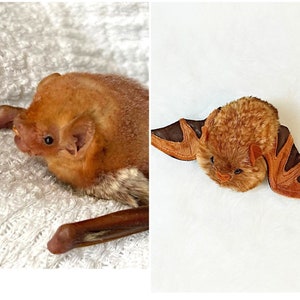 Bat plush, Eastern Red Bat, Cute plush