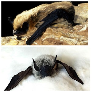 Bat plush, Canyon Bat , Bat lovers, image 2