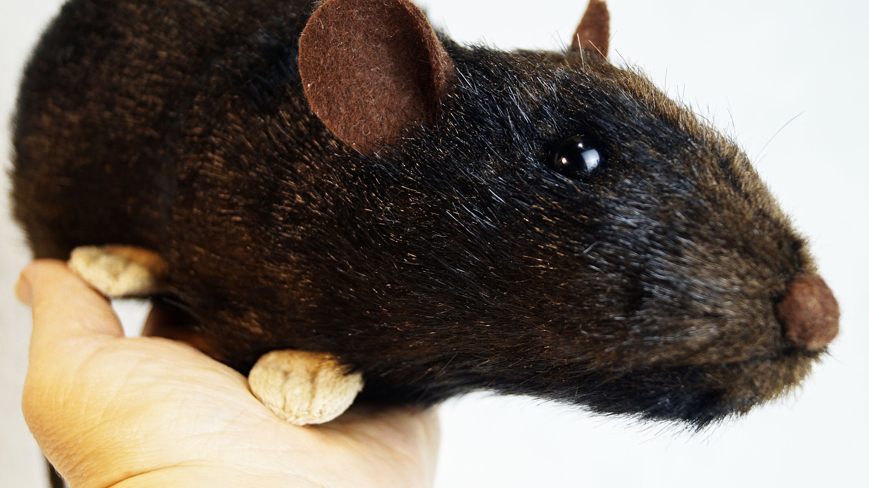 Realistic rat plush Stuffed rat Etsy