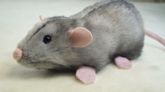 Dumbo Variant Rats What Does A Dumbo Rat Look Like