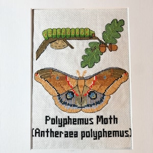 Polyphemus Moth Adult and Caterpillar Scientific Cross Stitch Pattern - Instant Download