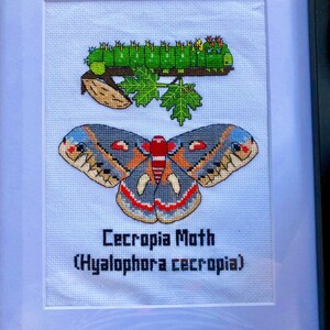 Może przedstawiać: Haft krzyżykowy przedstawiający ćmę Cecropia (Hyalophora cecropia) i gąsienicę. Ćma ma szare skrzydła z czerwonymi, pomarańczowymi i niebieskimi oznaczeniami. Gąsienica jest zielona i siedzi na brązowej gałęzi z zielonymi liśćmi. Praca jest oprawiona.
