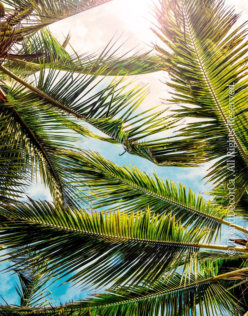 Sunny Bright Palm Tree Decor Print Digital Download Art | Etsy