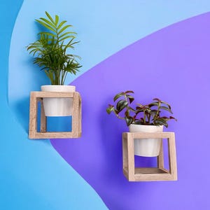 May include: Two potted plants with different foliage are displayed on wooden shelves against a blue and purple background. The shelves are square and have a simple design.