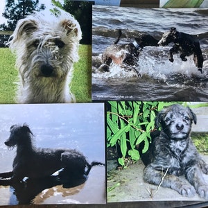 Set due, Lurcher Dog Postcard x 4. Exmoor Lurchers al gioco