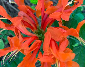 Cape Honeysuckle (Tecoma capensis) 20 seeds