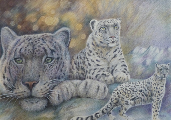 Original wildlife art, Snow Leopard by Gillian Heaton, professional coloured pencil on On 100% Cotton Fabriano Artistico Watercolour Paper