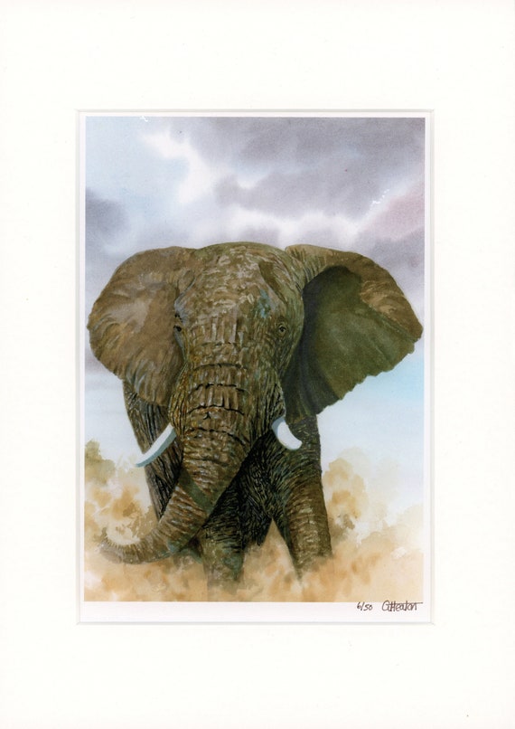 Limited Edition elephant print Mounted to fit A4 frame Only 50 available worldwide from an original watercolour painting, wildlife art UK
