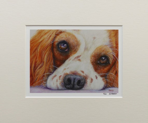 Cavalier King Charles Spaniel, very limited edition fine art print, only 25 worldwide from an original coloured pencil drawing by G. Heaton