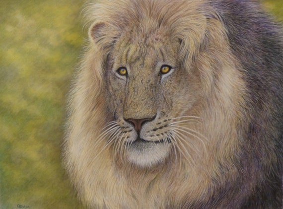 Original wildlife art, Lion by Gillian Heaton, detailed professional coloured pencil work, colored pencil painting