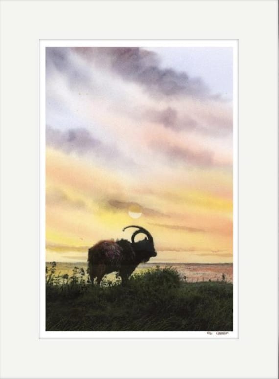 Limited edition print Welsh Mountain Goat at Nature's Point, Pistyll at sunset , mounted 14" x 11" or 20" x 16",  near Nefyn, Llyn Peninsula