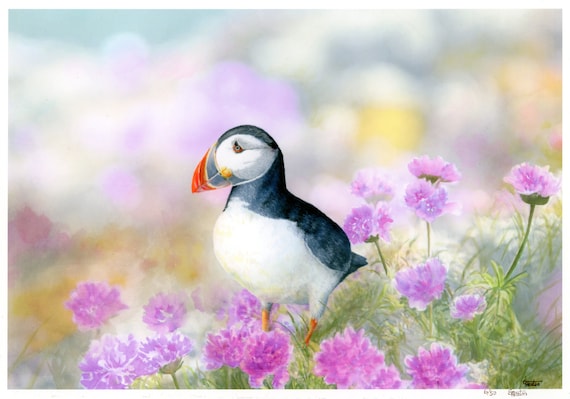 Mounted very limited edition 'Puffin in the Sea Thrift' LE print from an original watercolour painting.  Wildlife bird and flower art prints