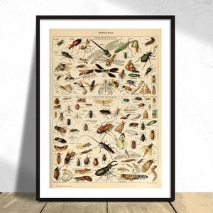 Insecten - Adolphe Millot | Pour Tous, Natural History Print, Collectie van Adolphe Millot, Vintage Original, Type Insectes Poster