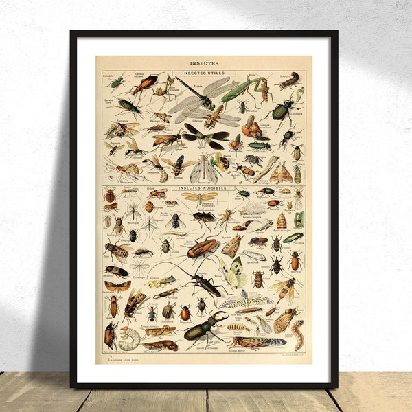 Insekten - Adolphe Millot | Pour Tous, Natural History Print, Sammlung von Adolphe Millot, Vintage Original, Art von Insectes Poster