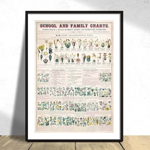 School- en gezinskaarten, nr. XX. botanische vormen van bladeren, stengels, wortels, bloemen, plantkunde de classicatie van planten - Natural Print Poster