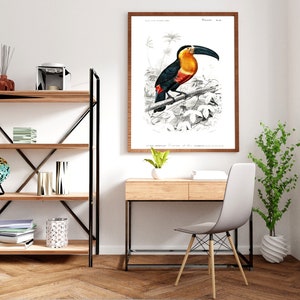 Toucan Ramphastos Charles Dessalines D' Orbigny Printed Poster, Vintage Bird, Wild Animal, Botanical History Illustration Science Print A3 image 5