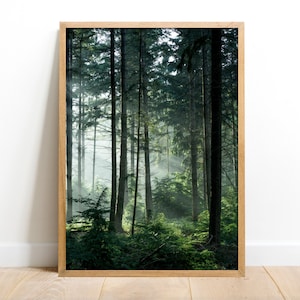 May include: A framed photograph of a misty forest scene with tall trees and green foliage.