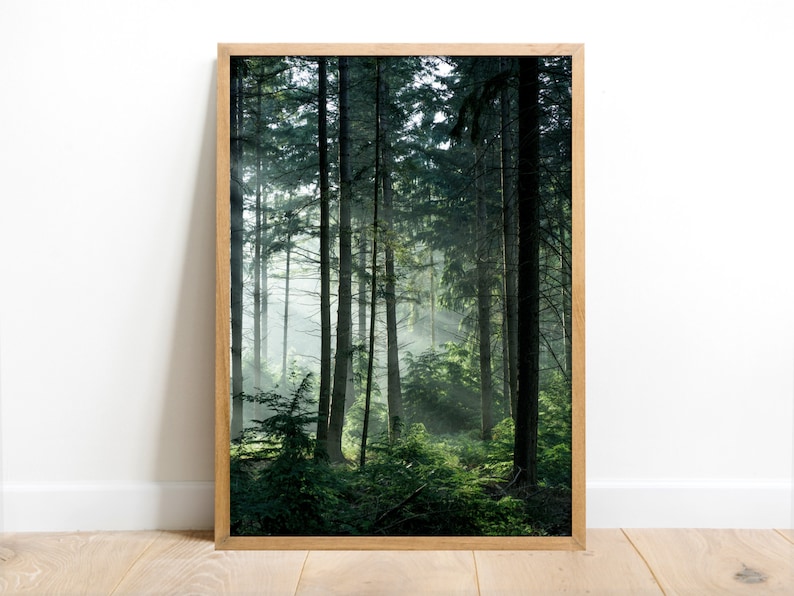 May include: A framed photograph of a misty forest scene with tall trees and green foliage.