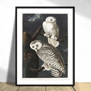 Gufo delle nevi da "Birds of America" -John James Audubon/ Vintage Bird Print, Riproduzione di Poster, Illustrazione retrò, Poster di uccelli