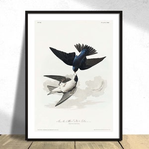 白 - アメリカの鳥類より、腹ツバメ - ジョン ジェームズ オーデュボン | ビンテージ バード プリント、ポスター複製、レトロ イラスト、バード ポスター