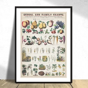 School- en gezinskaarten nr. XXI. botanisch economisch gebruik van planten - Natuurlijke print, plantenposter, Friut Art, Kitchen Decor Biology Retro