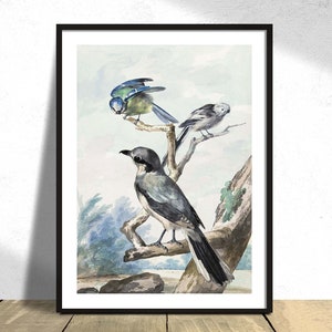 Three birds a Long-tailed Tit, a Blue Tit and a Great Gray Shrike or Great Shrike - Aert Schouman | Vintage Bird Print, Poster Reproduction