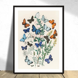 Farfalle e falene europee - William Forsell Kirby / Stampa farfalla vintage, Illustrazione botanica, Poster retrò, Tipi di farfalle